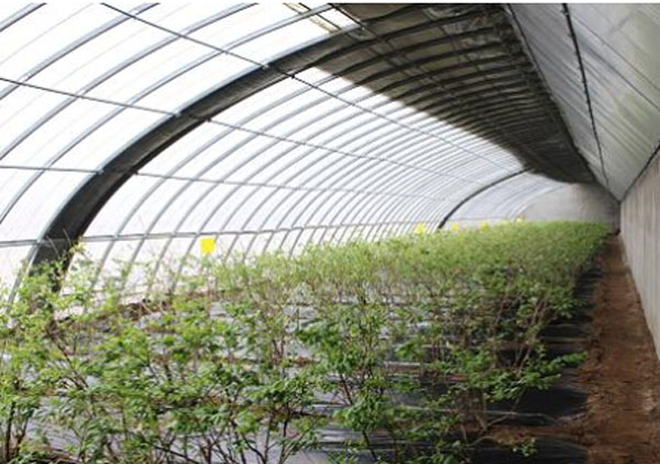 田園管理機(jī)在大棚種植中的應(yīng)用